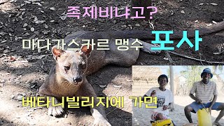 4K마다가스카르 호랑이 포사 amp 베타니 빌리지  Africa Selfguided tour 32 [upl. by Freyah]