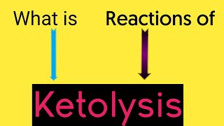 What is Ketolysis  Pathway II Ketone bodies utilisation II Why liver cant utilise ketone bodies [upl. by Yatnod]