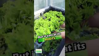 How To Grow STAUROGYNE REPENS [upl. by Berkow]