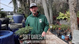 Facts About Soft Caress Mahonia [upl. by Star]