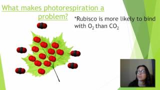 Photorespiration [upl. by Jonah]