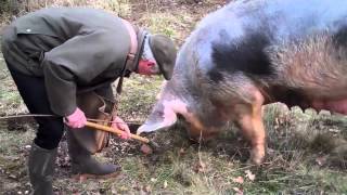 Princesse Nini au travail en ses terres à truffes de MareuilsurBelle 24 [upl. by Hedwiga]