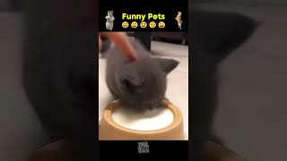 Animales graciosos😂😂animals nimalestiernos shortvideo catlover [upl. by Wyndham372]