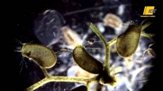 Bladderwort catching flea in slow motion [upl. by Riabuz]