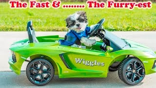 WIGGLES on Power Wheels becomes The Fast and the Furriest [upl. by Gordon]