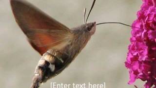 Hummingbird Hawk Moth [upl. by Einapets]