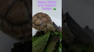 Tortuga Sulcata baby comiendo lechuga [upl. by Saum]