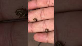 OMG a lot of tick😱😱😱shortvideo dog doglover tick rescue [upl. by Ewer]