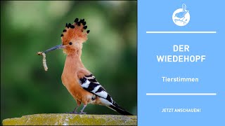 Vogelstimmen Der Wiedehopf  Hoopoe  Upupa epops 4k [upl. by Assenov]