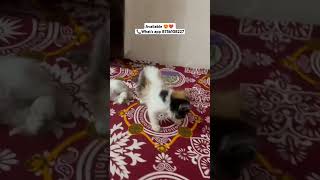 Calico cat for sale lucknow varanasi ayodhya bhopal kanpur sitapur sultanpur pryagaraj [upl. by Bradley687]