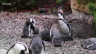 Humboldt Penguins Vocalising [upl. by Eelatan]