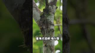 Formocicada taiwanaCicadas in Taiwan 本人是台灣第三個在野外 拍攝到臺灣虎翅蟬 活體照片及影片的人 2024617 [upl. by Sherwin]