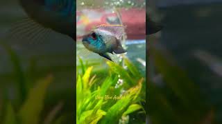 Neon Blue Acaras Tropical Fish Aquarium Fish [upl. by Roarke]