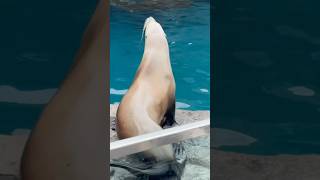 California Sea Lions know How To Have Fun [upl. by Anirba535]