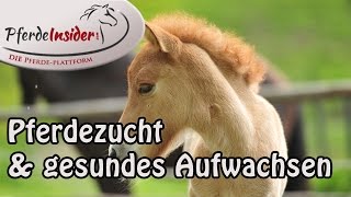 Pferdezucht amp gesundes Aufwachsen des Jungpferdes [upl. by Anyahc]