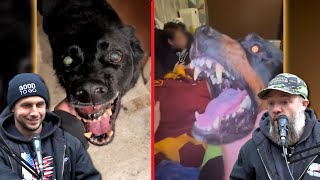 Dog Trainers React to Dog Videos on the Internet [upl. by Ixel35]