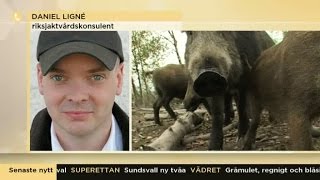 Så hanterar du ett möte med vildsvin  Nyhetsmorgon TV4 [upl. by Favianus]