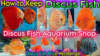 Discus Fish Shop Rishra  Imported Discus Fish Price  Discus Fish Tank Mates  Aquarium Fish [upl. by Einon]