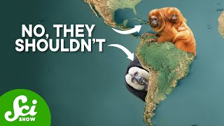 There Shouldnt Be Monkeys In South America [upl. by Bethanne]