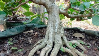 tetap jadi bonsai idola batang sederhana jika sudah berumur tua jadi lebih istimewa [upl. by Tanner]