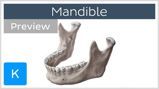 Mandible structure and bony landmarks preview  Human Anatomy  Kenhub [upl. by Nikolaos]