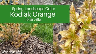 Kodiak Orange Diervilla Shrub in Spring Landscape [upl. by Arela]