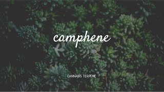 Camphene I Terpene I Dr Pepper Hernandez [upl. by Ak]