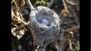 Hummingbird Nest Documentary Nesting amp Fledgling 2011 [upl. by Emile605]