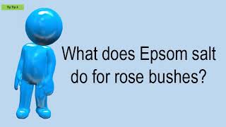 What Does Epsom Salt Do For Rose Bushes [upl. by Erdnuaed703]