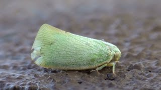 Northern Flatid Planthopper 4 [upl. by Grove]