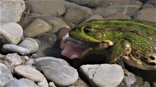 Frosch frisst Libellenlarve  Frog eats damselfly larva [upl. by Calica]