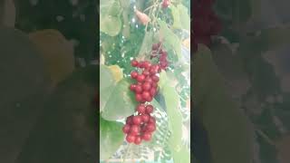 Medicinal Tippa Tippa Tippa Teega Fruits trending telugu garden fruit terracegardens medicine [upl. by Gilges]