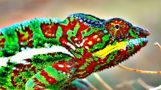 How Do Chameleons Change Color [upl. by Burr]