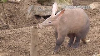 Strangely Cute Aardvark [upl. by Tenney487]