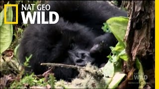 Tracking Gorillas  Nat Geo Wild [upl. by Colwen]