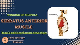 Serratus anterior muscle  boxers palsy winging of scapula anatomyactionnerve supplyclinical [upl. by Ettenim]