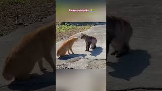 Cute kittens videos water cat pets animals cute russia japan poland usa [upl. by Htor]