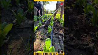 Unique Working Day 205  lactuca sativa var longifolia shorts farming satisfying [upl. by Isador]