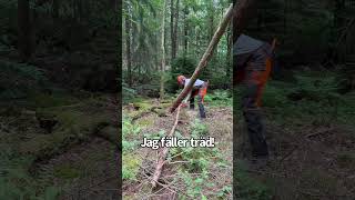 Hyllningslåtfilm till dig som kämpar i skogen med att fälla träd mm skog motorsåg skogsbruk [upl. by Fesuy]