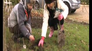 Planting Snowdrop bulbs Galanthus nivalis [upl. by Malvia]