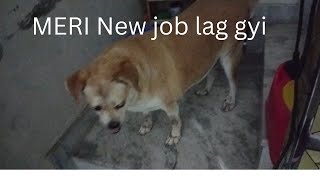 POLU US DIN SE BOHOT JADA DAR GEYA HAI  OR US DIN SE MERI NEW DUTY SHURU HO GYI HAI😆🐕💯✅youtube [upl. by Eradis]