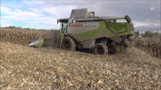 Mais dreschen mit Claas Lexion 570 2013 HD [upl. by Engvall]