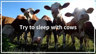 6hrs Cow videos ver2 🐮🐄 Cows mooing amp grazing in a field 🌿 Nature sounds amp white noise🌾 Relaxing🍂 [upl. by Aidualc]