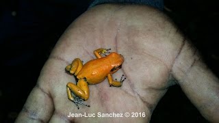 Phyllobates terribilis La rana mas venenosa del mundo Choco Cauca Colombia [upl. by Pacificia578]