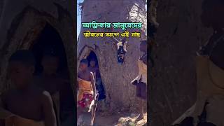 আফ্রিকার মানুষেদের কাছে এই গাছেই সবকিছু। Baobab tree 🏝️ আফ্রিকা গাছ baobabtree [upl. by Edholm]