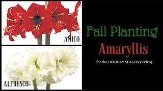 How to Plant Mini Amaryllis Indoors for the Holiday Season [upl. by Phalan]