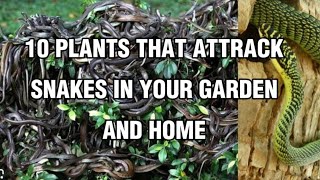 10 Plants That Attract Snakes In Your Garden and Home plants gardening gardeningideas snakes [upl. by Arnulfo]