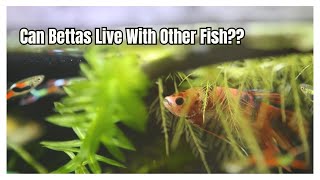 Can Bettas Live With Other Fish [upl. by Tuinenga]