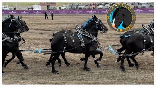 Draft Horse Show at Young Living Farm Utah Percheron Shire Belgian Clydesdale [upl. by Yeslrahc35]