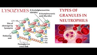 L27 Function of Lysozymes Granules in Neutrophils [upl. by Martie]